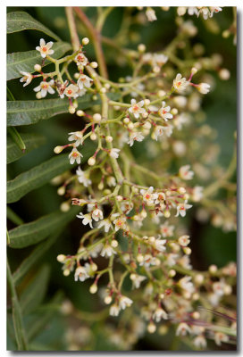 Peruvian pepper