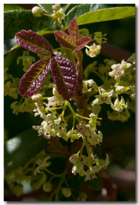 Poison oak