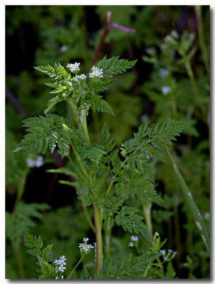 Bur chervil