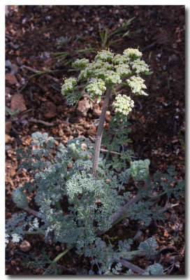 Bigseed biscuitroot