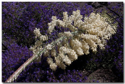 Chaparral yucca
