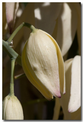 Chaparral yucca
