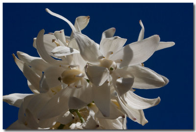 Chaparral yucca