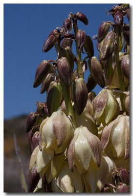 Mohave yucca