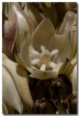 Mohave yucca
