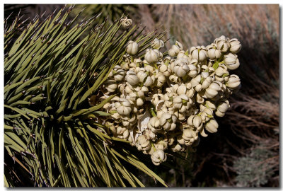 Joshua tree