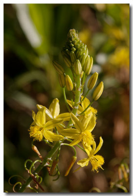 Bulbine