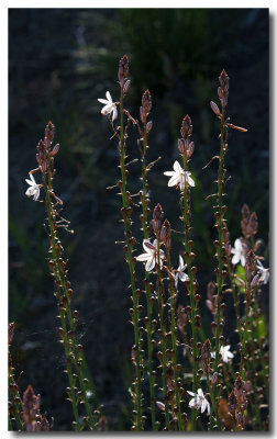 Onionweed
