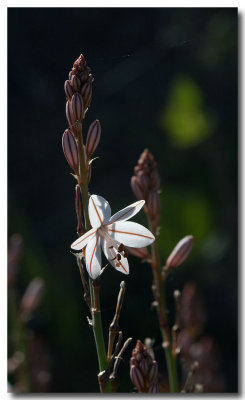 Onionweed