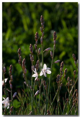 Asphodel