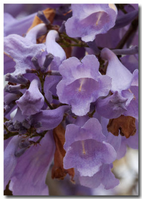 Bignonia