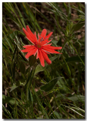 California Indian pink