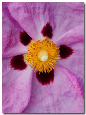 Orchid rock-rose