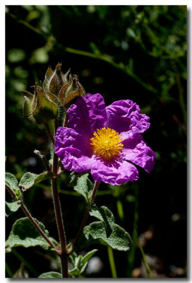 Pink rock-rose