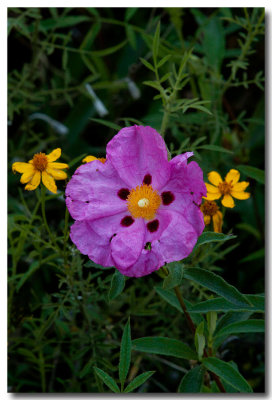 Orchid rock-rose