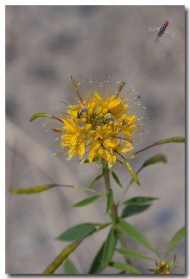 Cleome