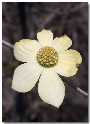 Dogwood