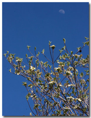Dogwood