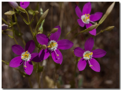 Gentian