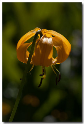 Kelley's lily