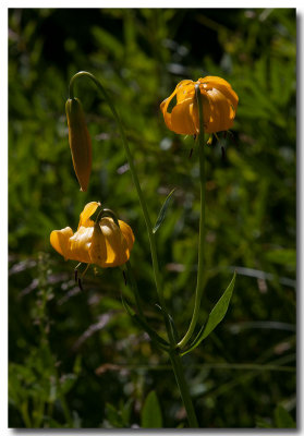 Kelley's lily