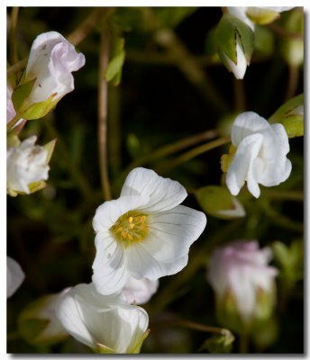 White meadowfoam