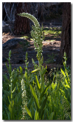 Corn lily