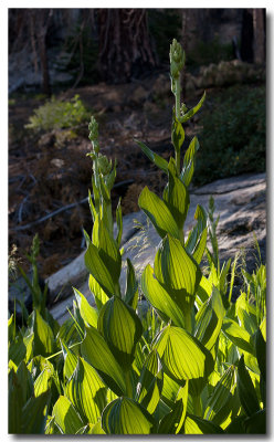 Corn lily