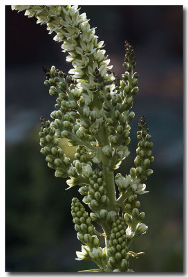Corn lily