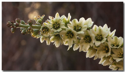 Corn lily