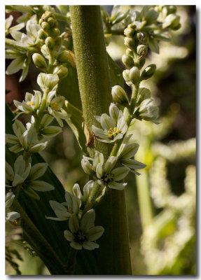 Corn lily