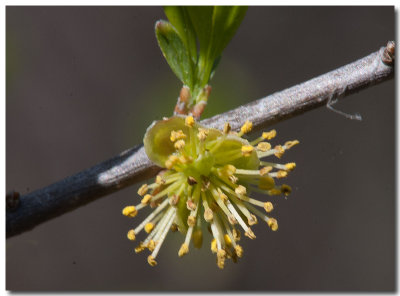 Desert olive