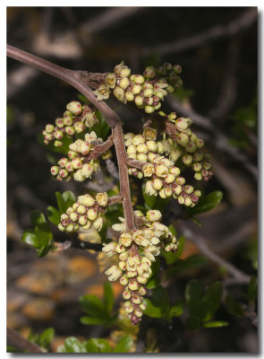 Fragrant sumac