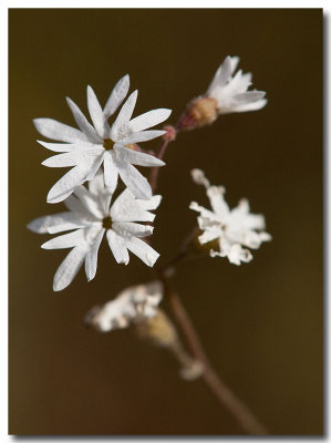 Woodland star