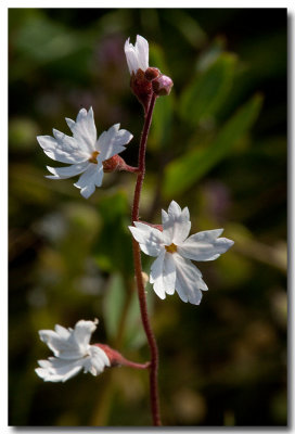 Woodland star