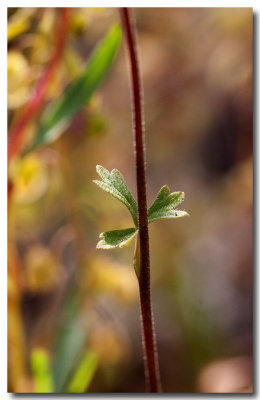 Woodland star