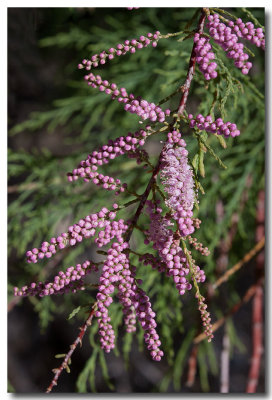 Smallflower tamarisk