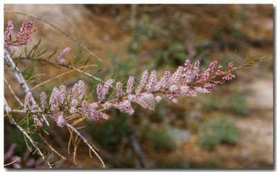 Smallflower tamarisk