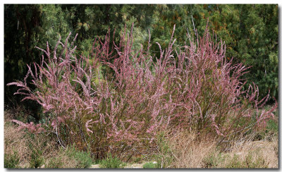 Smallflower tamarisk