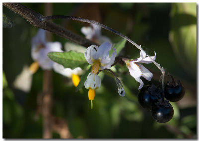 Greenspot nightshade