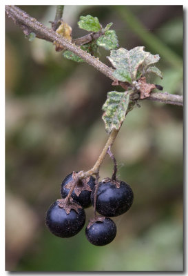 Greenspot nightshade