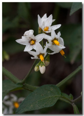 Greenspot nightshade