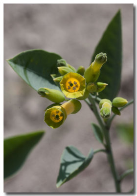 Tree tobacco
