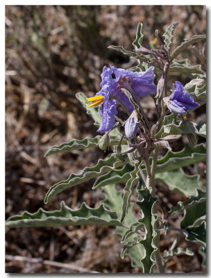 Silver leaved horsenettle