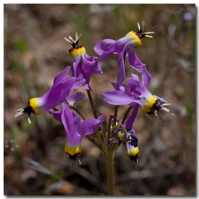 Padre's shooting star