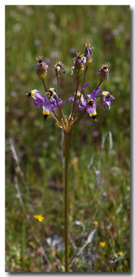 Padre's shooting star