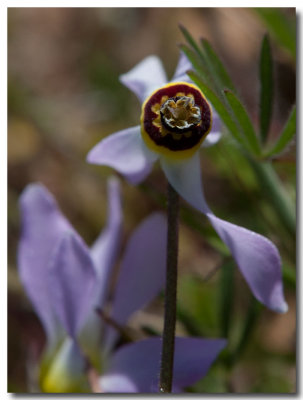 Padre's shooting star