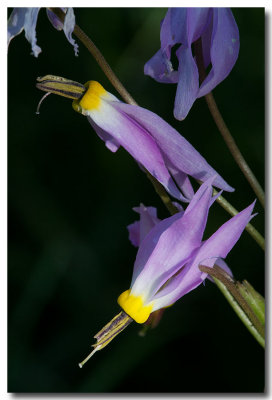 Alpine shooting star