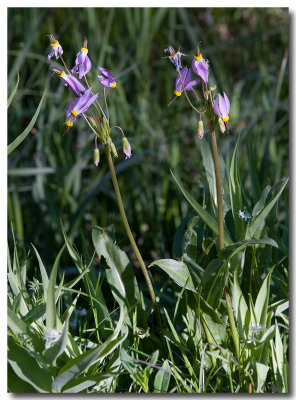 Alpine shooting star