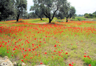 Olive Trees and Poppies